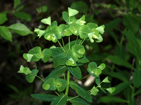 {Euphorbia purpurea}